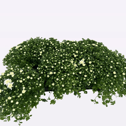 Chrysanthème blanc en pot 'Fair' - lot de 8 plantes de 20 cm