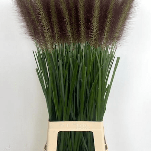 Caja de 80 Pennisetum Paradise 90 cm (hierba de las fuentes)