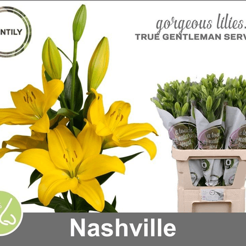 Lilium asiático amarillo Nashville, Flor fresca de 85 cm de largo, ramo de 3 tallos