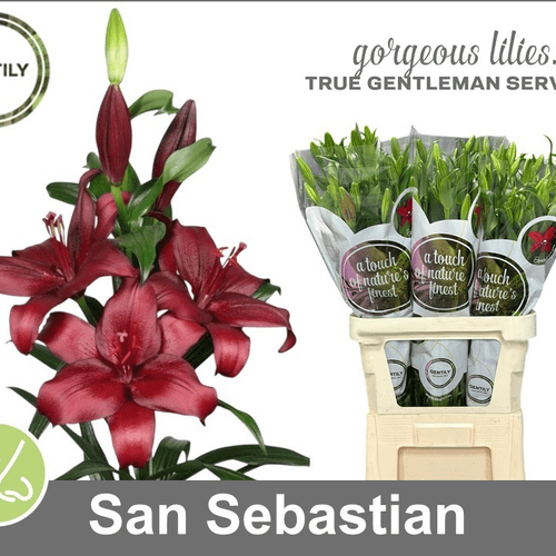 Lilium asiático rojo San Sebastian, Flor fresca de 85 cm de largo, ramo de 3 tallos