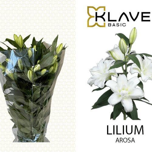 Lírio branco duplo Arosa, Flor fresca de 70 cm de comprimento, ramo de 3 hastes