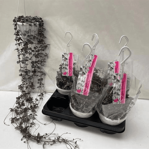 Ceropegia woodii colar de corazóns, Planta de 80 cm de alto, lote de 3 unidades