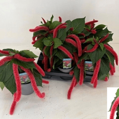 Acalypha rabo de gato roja, Planta de 28 cm de alto, pack de 3 uds