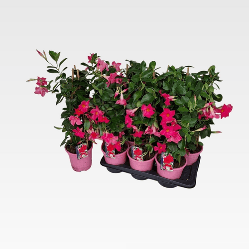 Mandevilla rosa Rio Pink, Planta de 65 cm de alto, pack de 3 uds