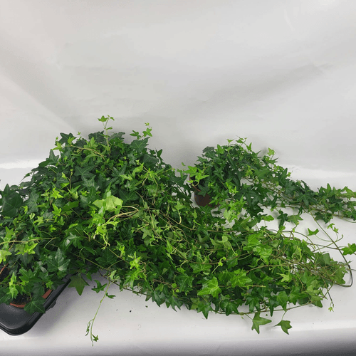 Huntz esekigarria Hedera helix Jacobine, 45 cm garaiko landarea, 8 unitateko sorta