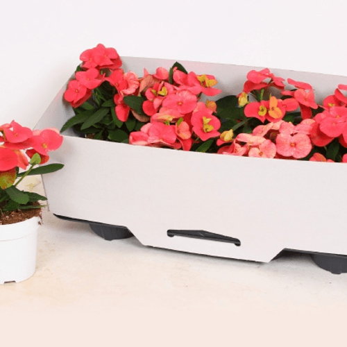 Euphorbia corona de Cristo roja, Planta de 30 cm de alto, pack de 3 uds