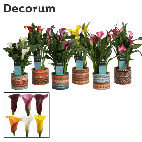 Cala Zantedeschia mix en cerámica, Planta de 30 cm de alto, lote de 3 unidades