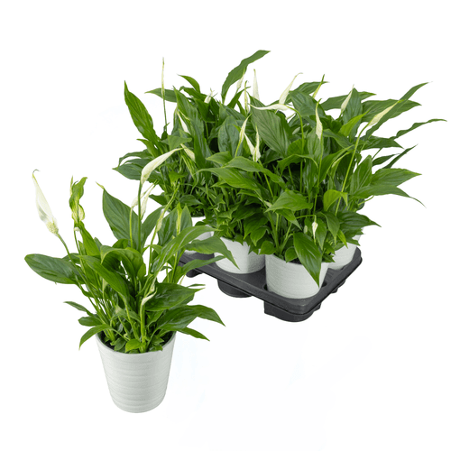 Espatifilo Spathiphyllum en cerámica, Planta de 40 cm de alto, lote de 6 unidades