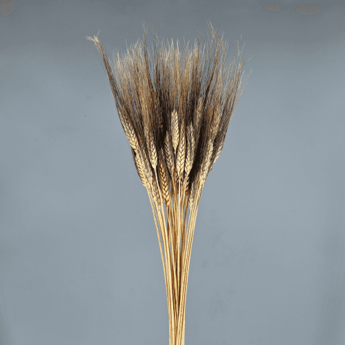 Triticum Marrón Oscuro 200 gr, Marrón Oscuro, 80cm