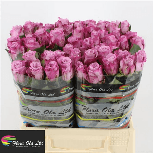 Rosa Maritim