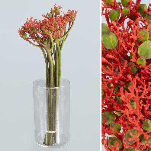 Jatropha Firecrack, Rojo, 1 tallos, 35cm