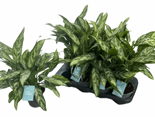 Aglaonema Silver Queen Compact, Matizado