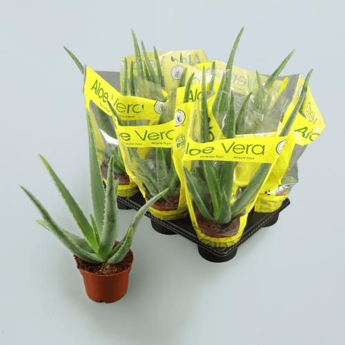 Aloe Vera, Verde