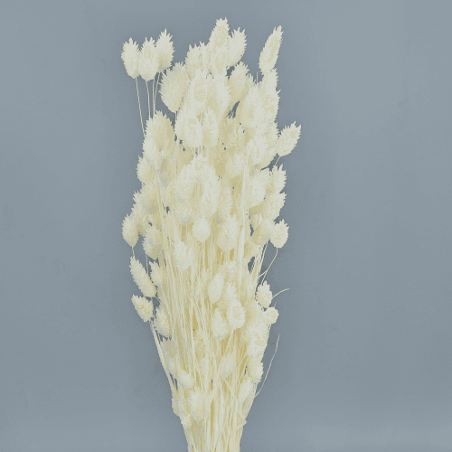 Phalaris Blanco 150 g, Blanco, 80cm