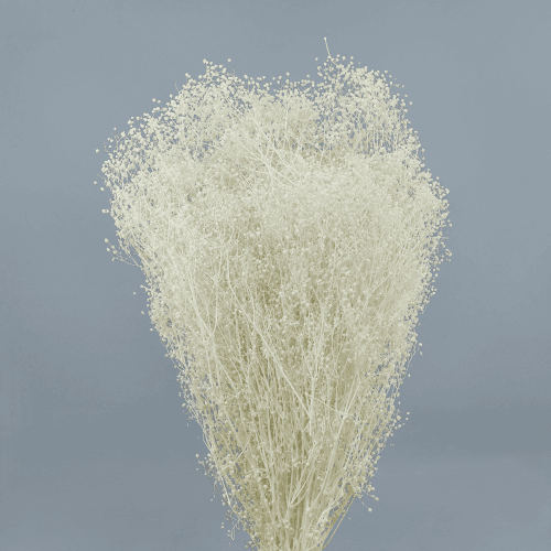 Paniculata Mini Blanco, Preservado, 1 tallos, 40cm