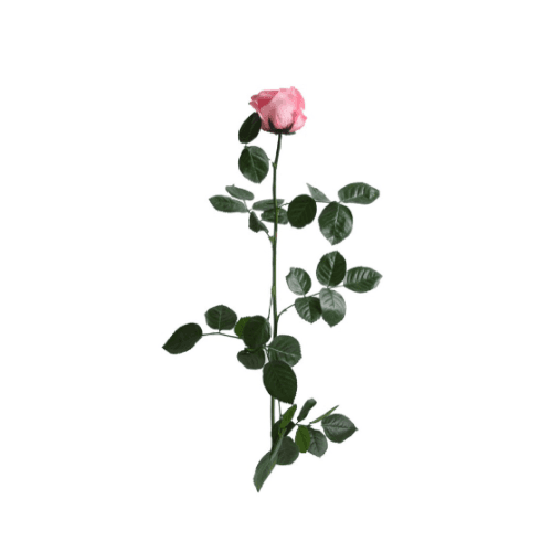 Rosa Rosa Tallo, Rosa, 1 tallos, 50cm