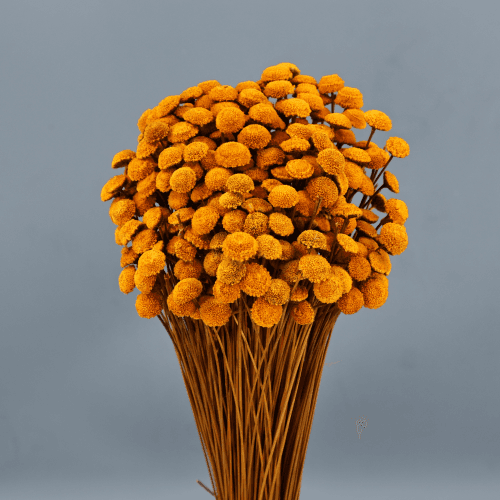 Botao séché orange