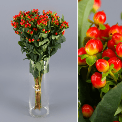 Hypericum Magical Triumph, Rojo, 1 tallos, 62cm