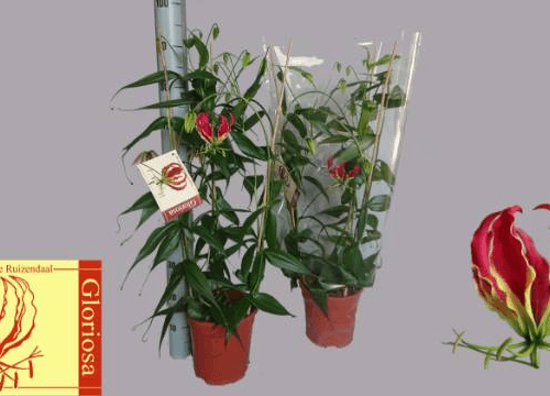 Gloriosa Rothschildiana (Lírio-da-Glória), Flor fresca de 100 cm de comprimento