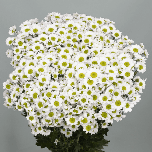 Bouquet de 25 chrysanthèmes blancs Santini Mad Lindi, Fleur fraîche de 55 cm de long, 25 tiges