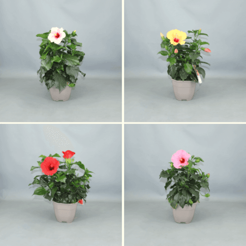 Hibiscus Mix Colección Fantasy, Mixto, 1 tallos, 55cm