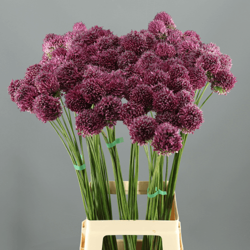 · Allium Sphaerocephalon, Morado