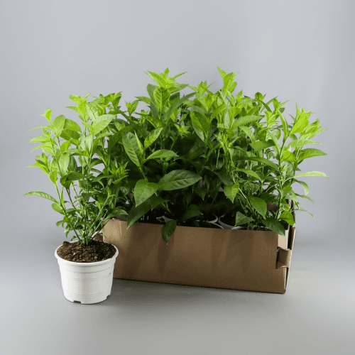 Galan de Noche (Cestrum nocturnum), Verde, 1 tallos, 40cm