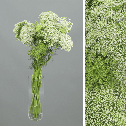 Ammi Visnaga, Blanco Verdoso, 1 tallos, 60cm