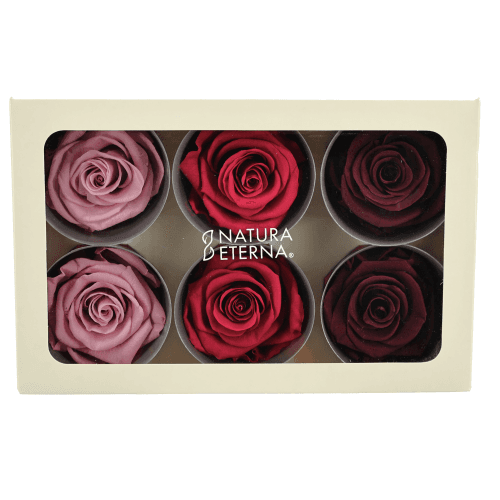 Rosa Pink Mix Vintage Cabeza, Purpura/Rosa, 6 tallos, 6cm