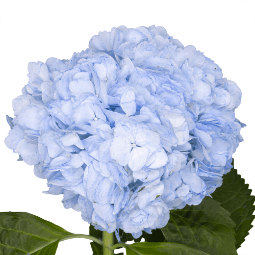 Hydrangea Pintado Light Sky Premium, Azul Claro, 1 tallos, 60cm