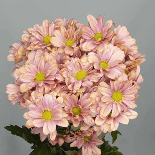 Crisantemo Summer Love 85 gr, Salmón, 1 tallos, 70cm