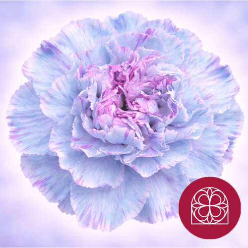 Clavel Blue Yuk Teñido, Azul Claro, 1 tallos, 70cm