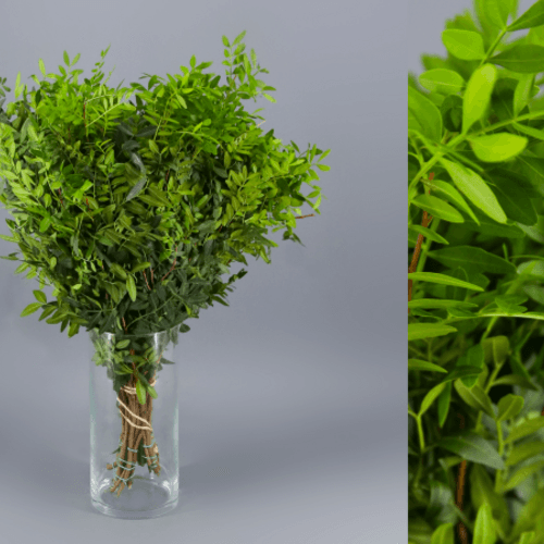 Lentisco BCN, Verde, 45cm