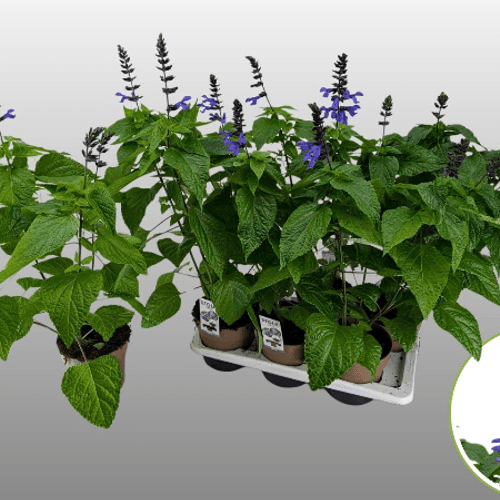 Salvia Black & Bloom XL, Morado, 1 tallos, 60cm