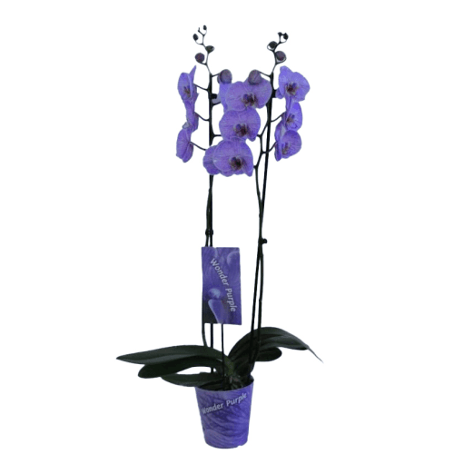Phalaenopsis violet teinté Premium, Plante de 70 cm de haut