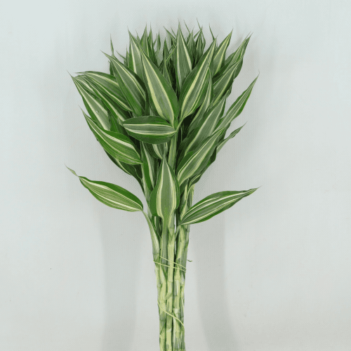 Dracena Victory, Blanco/Verde, 1 tallos, 52cm