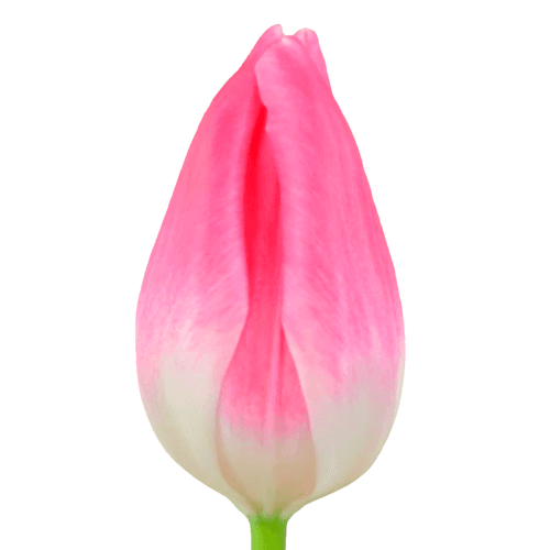 Tulipan Bolroyal Pink, Fucsia, 1 tallos, 30cm
