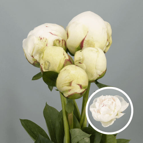Peonia Odile, Crema, 1 tallos, 45cm