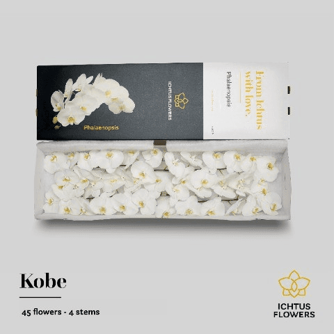 Phalaenopsis Kobe x45, Blanco, 1 tallos