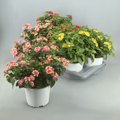 Lantana Mix, Mixto, 1 tallos, 50cm