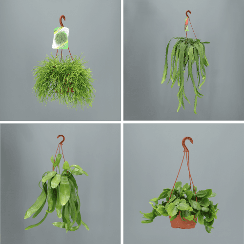 Cactus Colgar, Verde, 1 tallos, 30cm