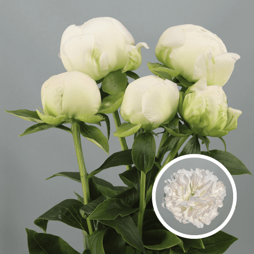 Peonia Miss America, Blanco/Rosa, 1 tallos, 55cm