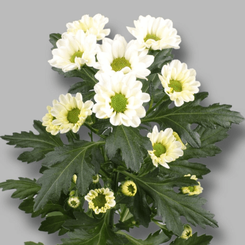 Chrysanthème blanc Santini Rossi White, Fleur fraîche de 55 cm de long, bouquet de 3 tiges