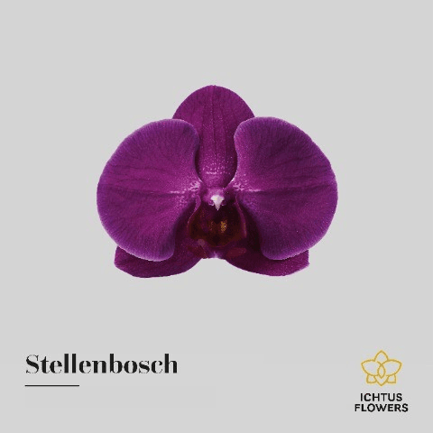 Phalaenopsis Anthura Stellenbosch, Fucsia, 1 tallos