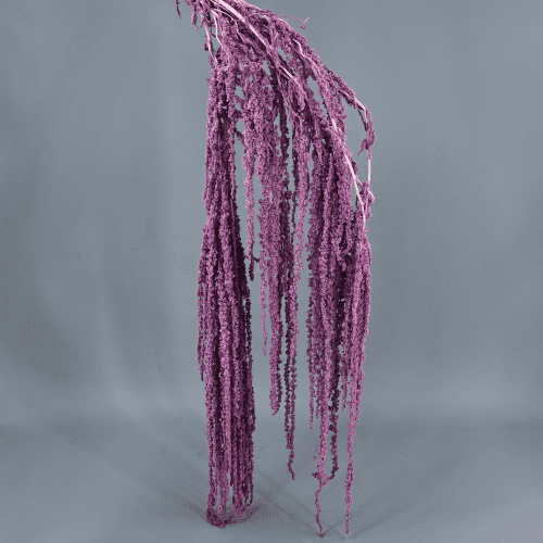 Amaranthus Lavanda