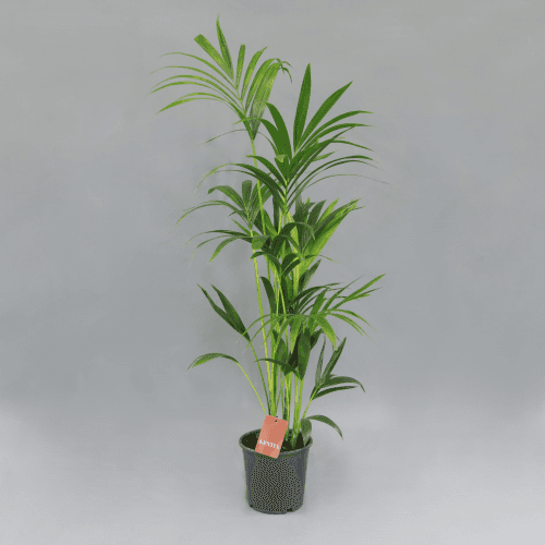 Kentia (Howea) Forsteriana, Verde, 1 tallos, 140cm