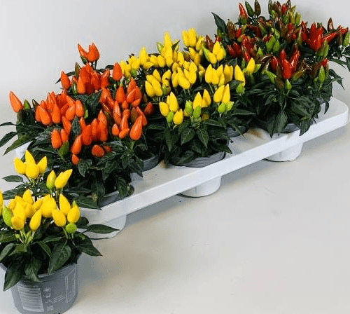 Capsicum Salsa Mix (Pimento Ornamental), Planta de 15 cm de altura, conjunto de 12 unidades