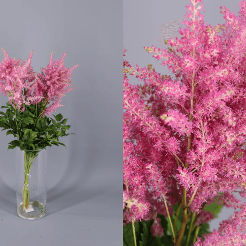 Astilbe Cattleya, Flor fresca de 80 cm de largo, ramo de 10 tallos