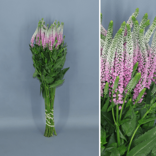 Veronica Smart Roswitha, Rosa, 1 tallos, 50cm