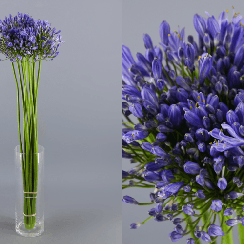 Agapant Blau Queen of Ocean, Flor fresca de 80 cm de llarg, ram de 20 tiges